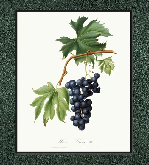 Winogrono