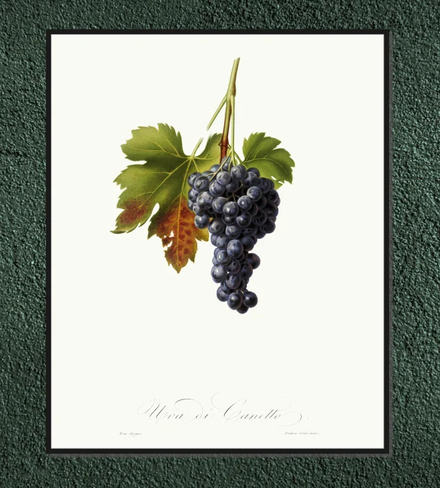 Winogrono