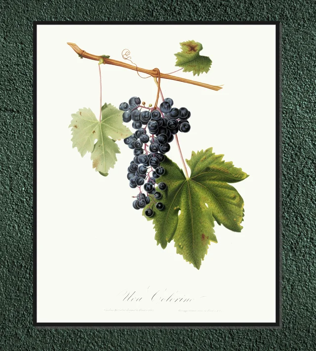 Winogrono