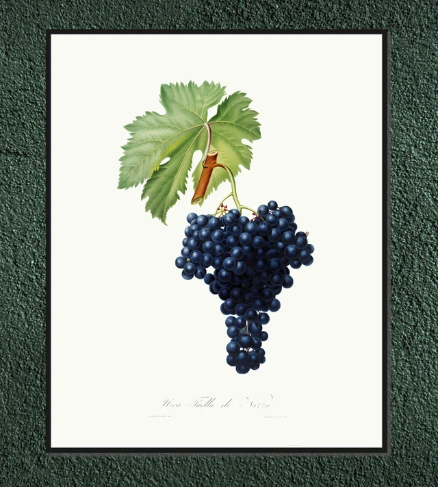 Winogrono