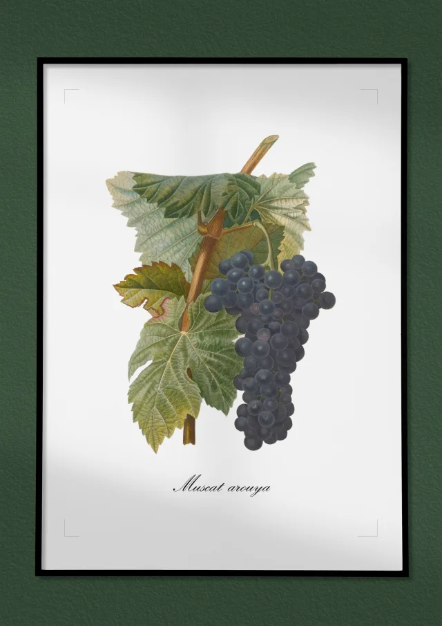 Winogrono