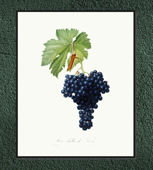 Winogrono