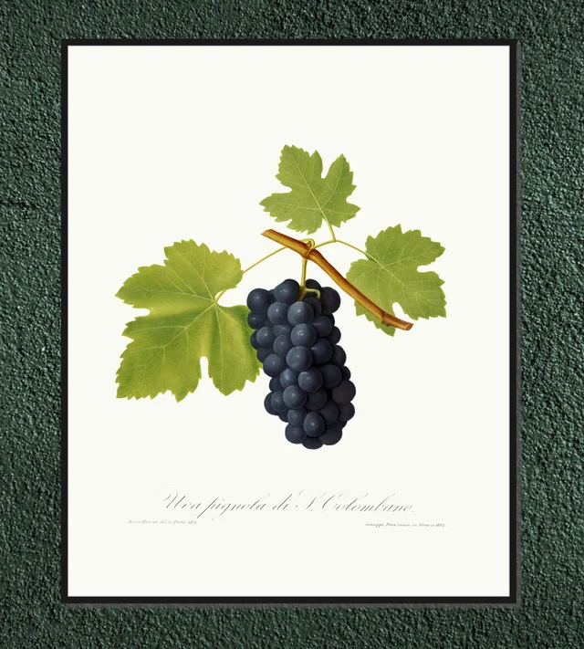 Winogrono