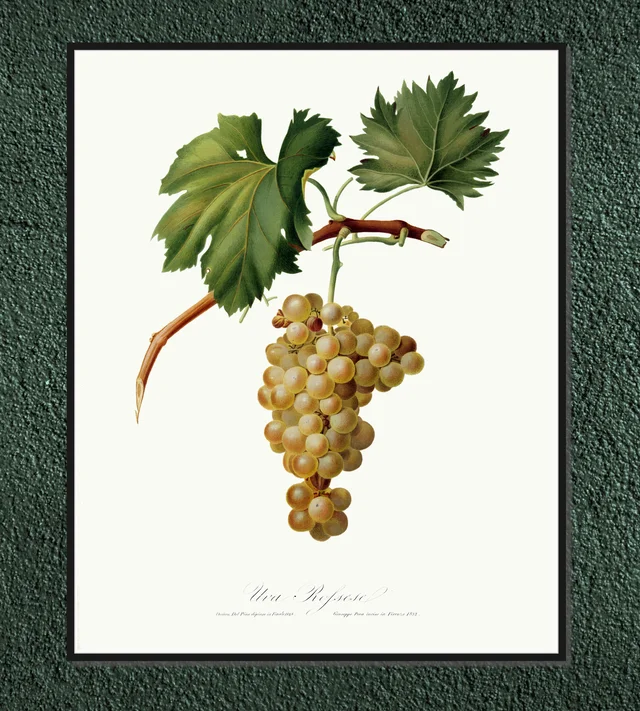 Winogrono
