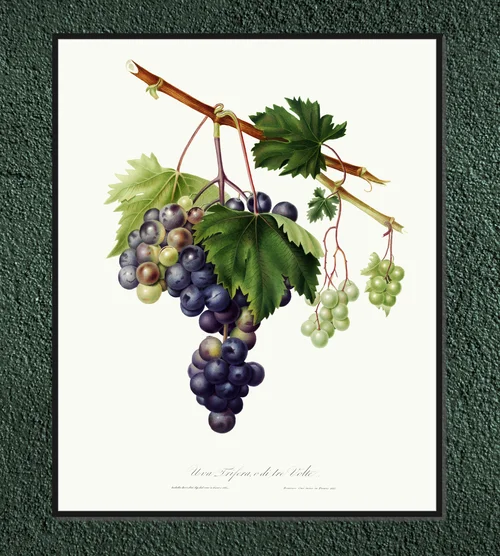 Winogrono