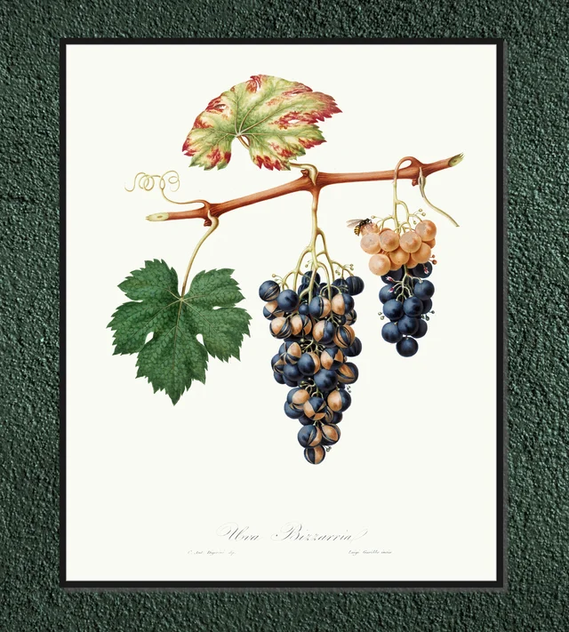Winogrono