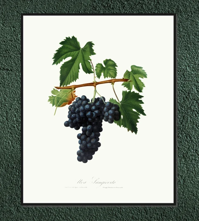 Winogrono