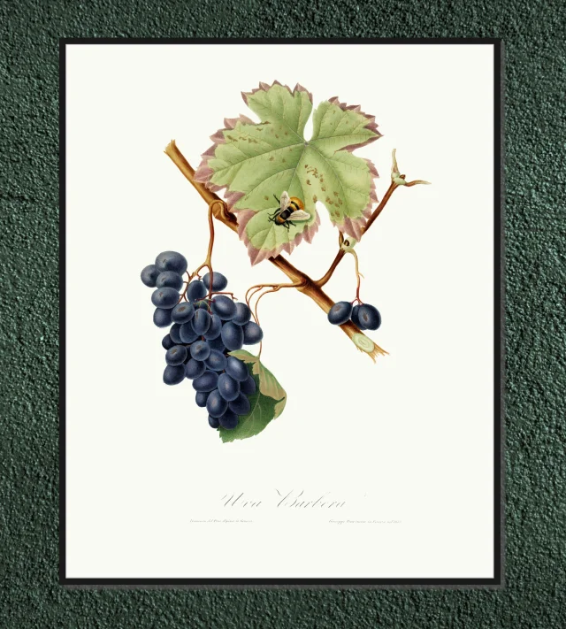 Winogrono
