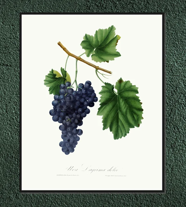 Winogrono