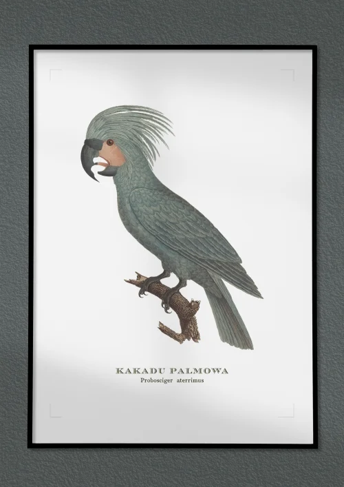 Kakadu palmowa